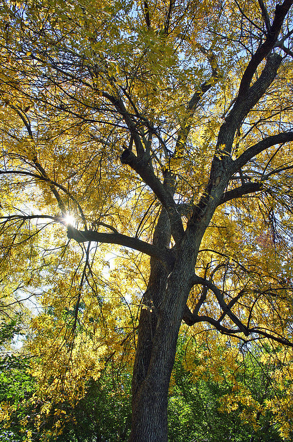 Golden Tree Photograph by Ellen Tully