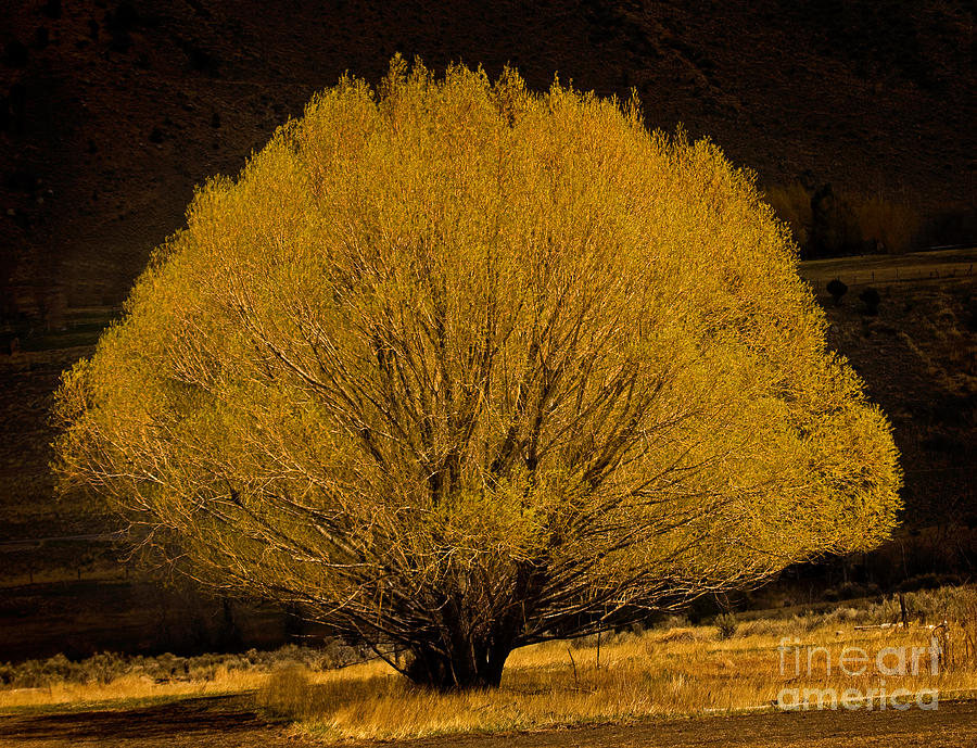 Golden Tree Photograph