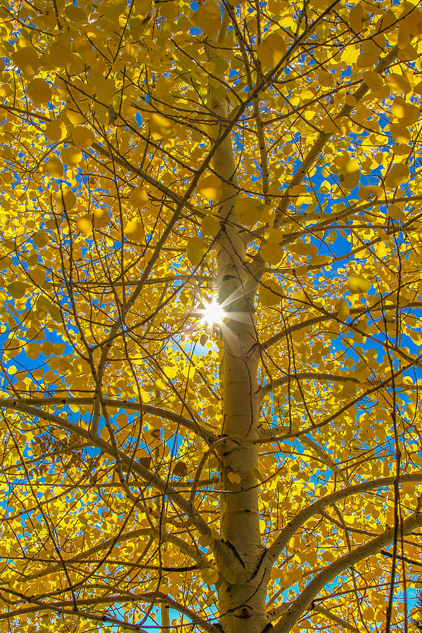 Golden Tree Photograph by Kevin Dietrich