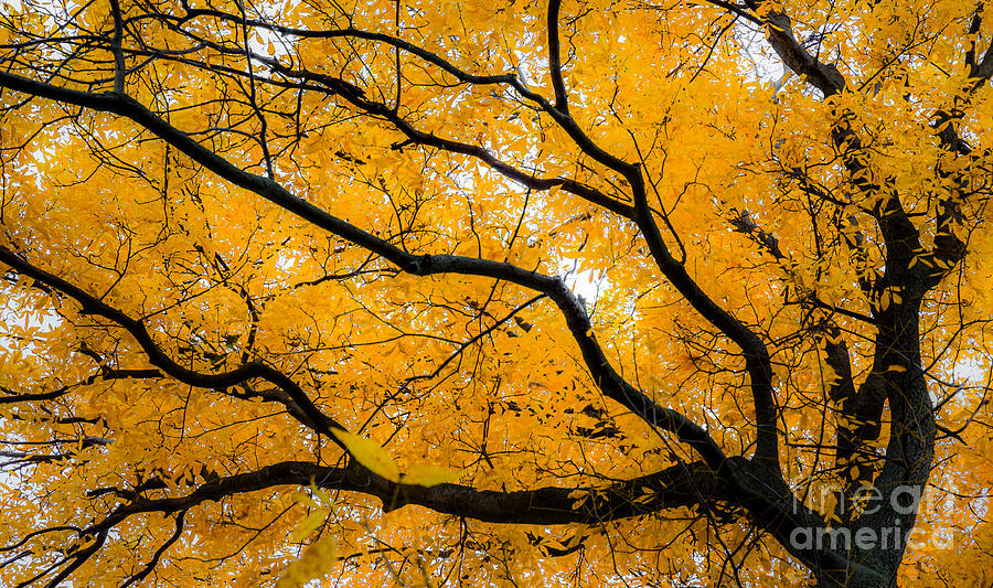 Golden Tree Photograph by Michael Arend