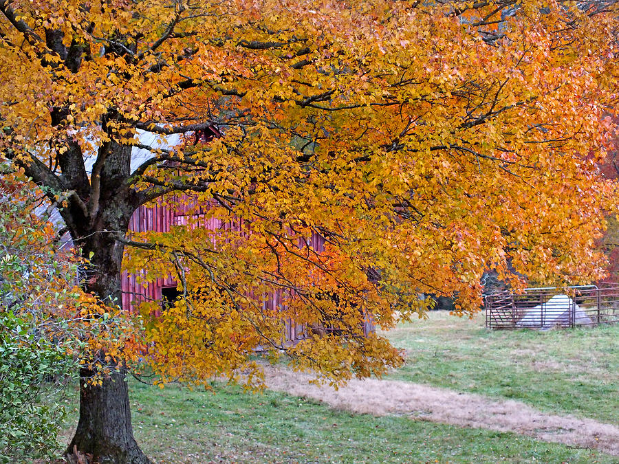 Golden Tree on the Farm Photograph by Duane McCullough