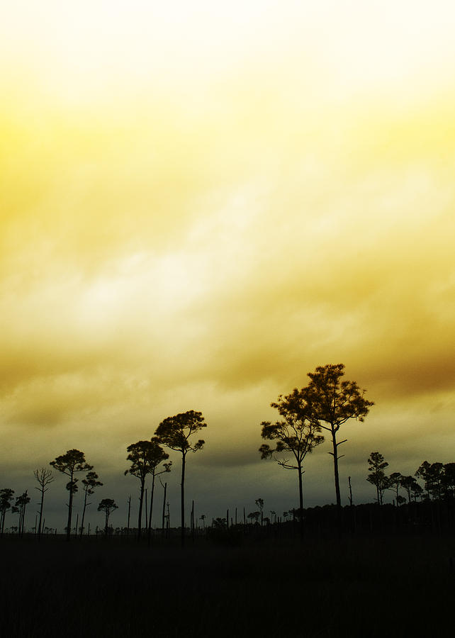 Golden Tree Silhouette  Photograph by Kathy Clark