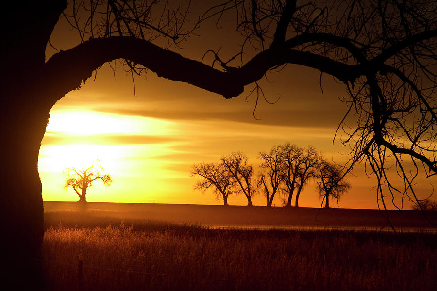 Tree Photograph - Golden Trees and Meadows Sunrise Photography Image by James BO Insogna