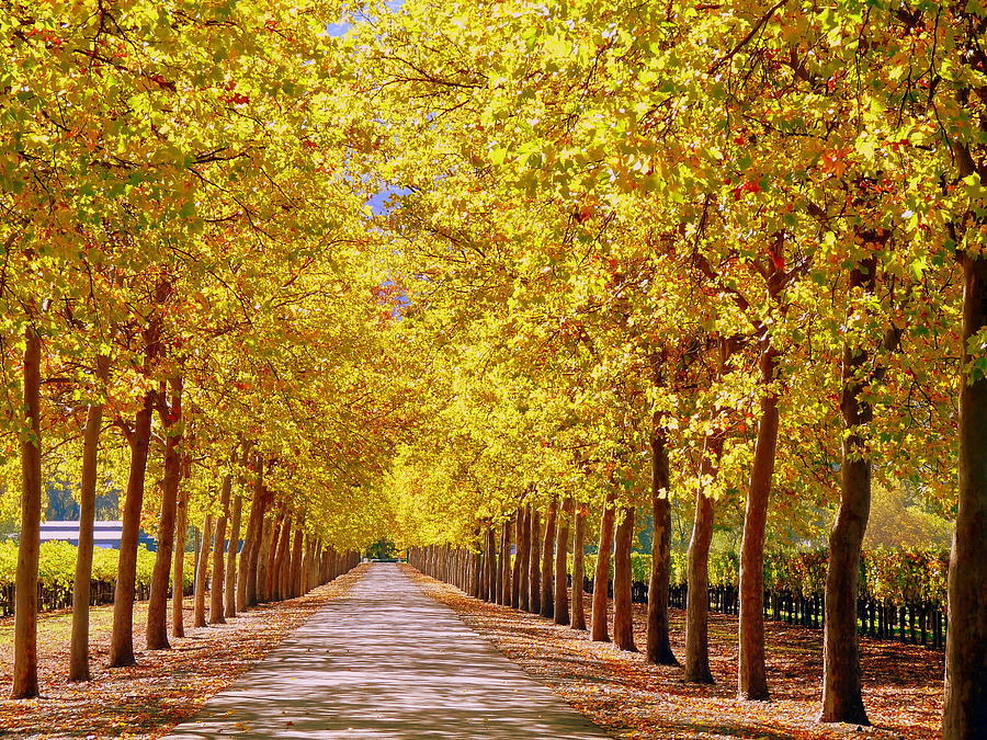 Golden Trees Country Lane Vineyard Photograph by Jeff Lowe