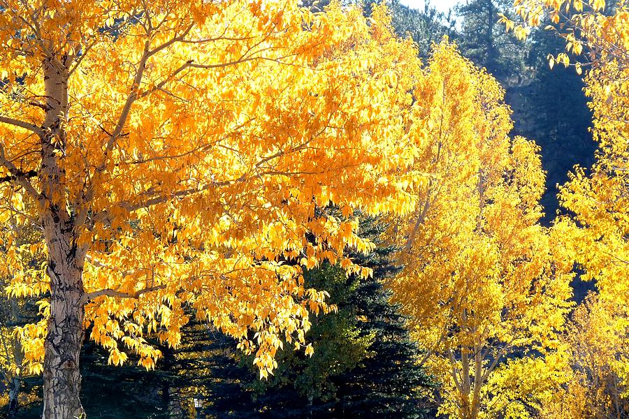 Golden Trees Photograph by Marilyn Burton