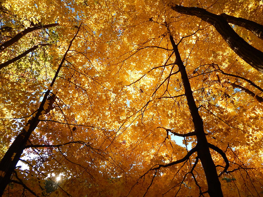 Tree Photograph - Golden Trees by Tony Gustina