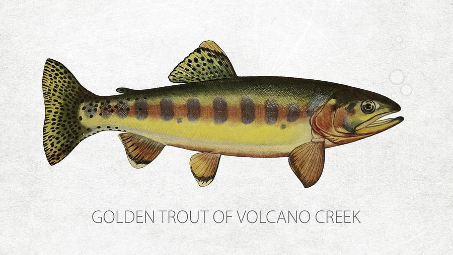 Trout Digital Art - Golden Trout of Volcano Creek by Aged Pixel