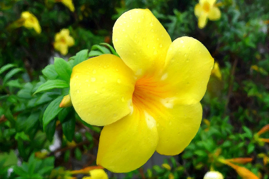 Golden Trumpet Flower Painting by Jeelan Clark