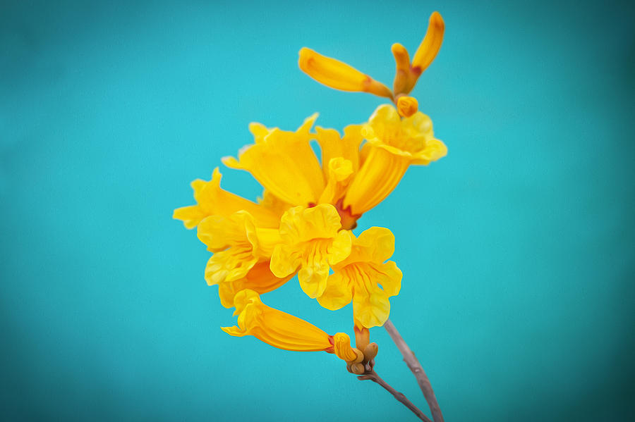Golden Trumpet Tree Tabebuia Chrysotricha Painted  Photograph by Rich Franco