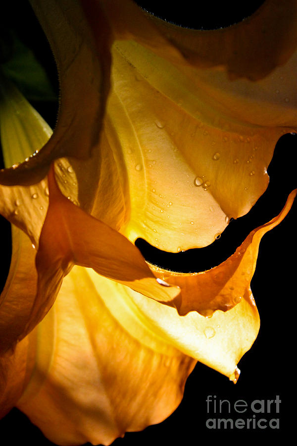 Brugmansia Photograph - Golden Trumpets by Diana Black