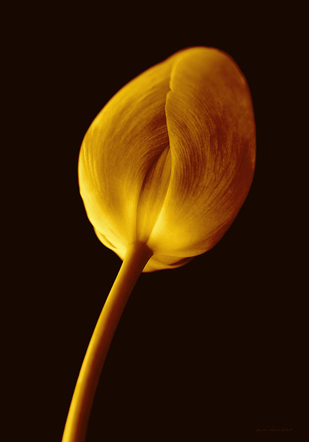 Golden Tulip Flower in Prayer Photograph by Jennie Marie Schell