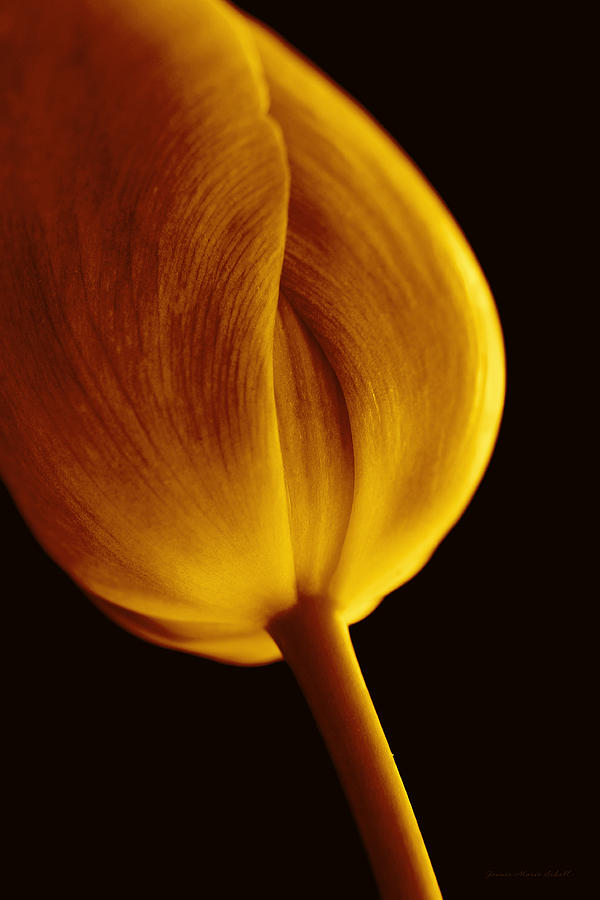 Golden Tulip Flower Macro Photograph by Jennie Marie Schell