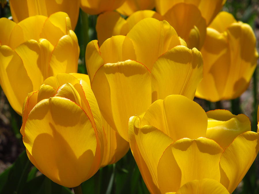 Golden Tulips Photograph by Alfred Ng