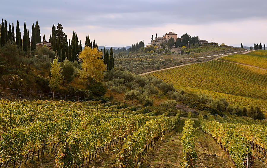 Golden Tuscany Photograph by Joe Bonita