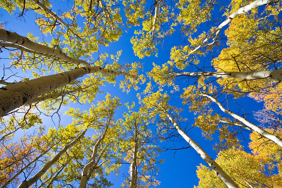 Golden View Looking Up Photograph by James BO Insogna