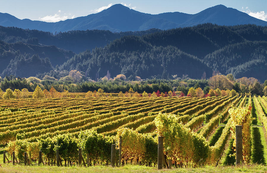 Golden Vineyard by Philip Norton