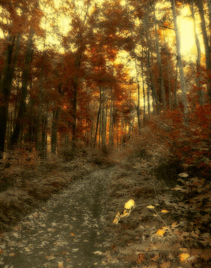 Golden Walk Photograph by Gothicrow Images - Fine Art America