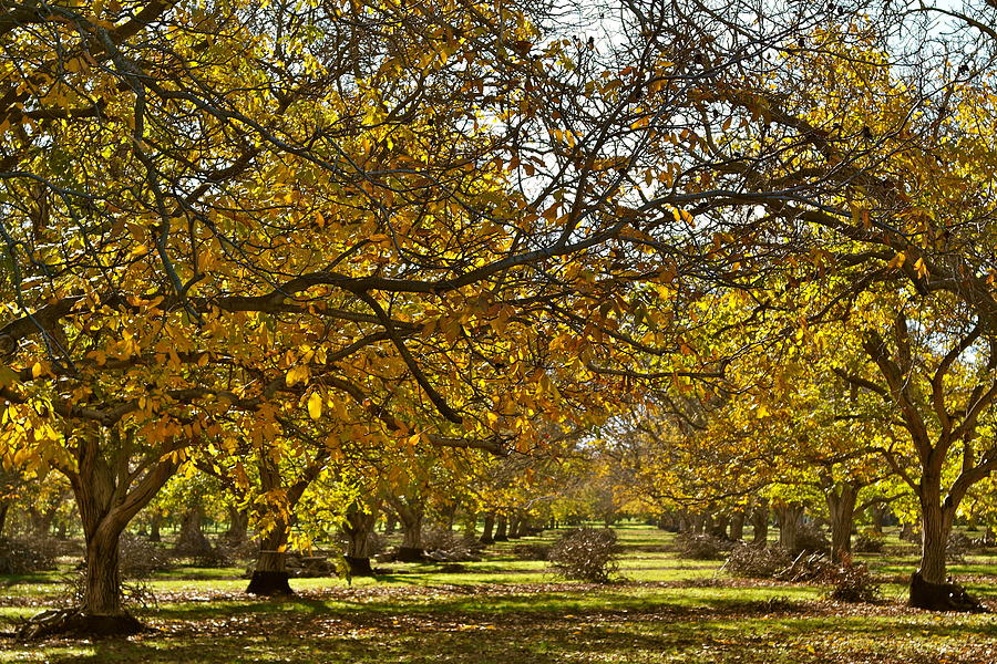 Golden Walnut Orchard Photograph by Michele Myers