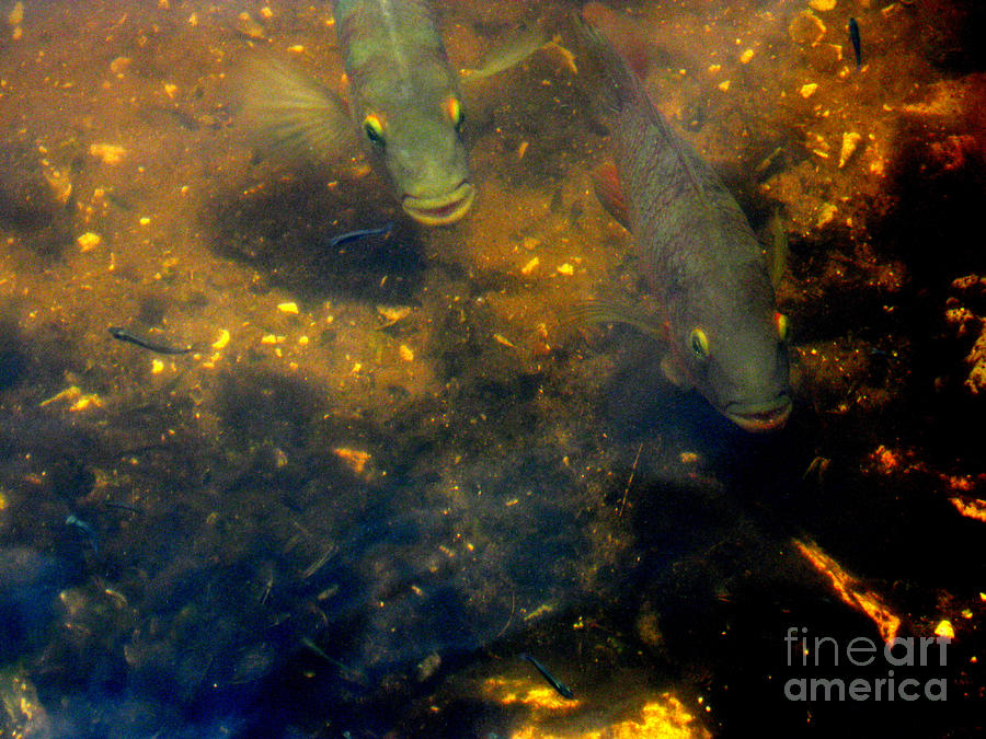 Golden water and fish  Photograph by Oksana Semenchenko