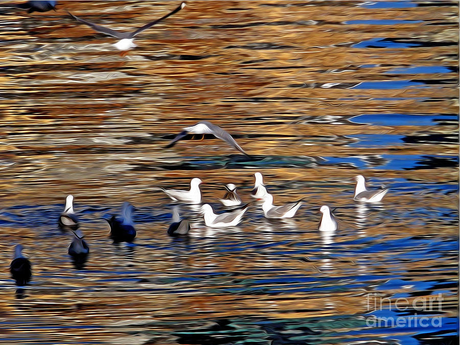 Seagull Photograph - Golden Water by Kaye Menner