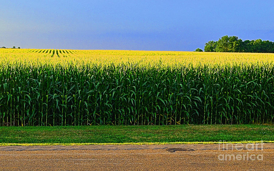 Golden Waves of Grain Photograph by Luther Fine Art