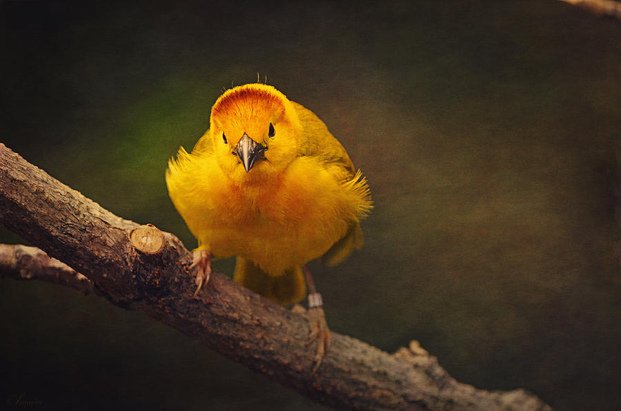 Nature Photograph - Golden Weaver Bird by Maria Angelica Maira