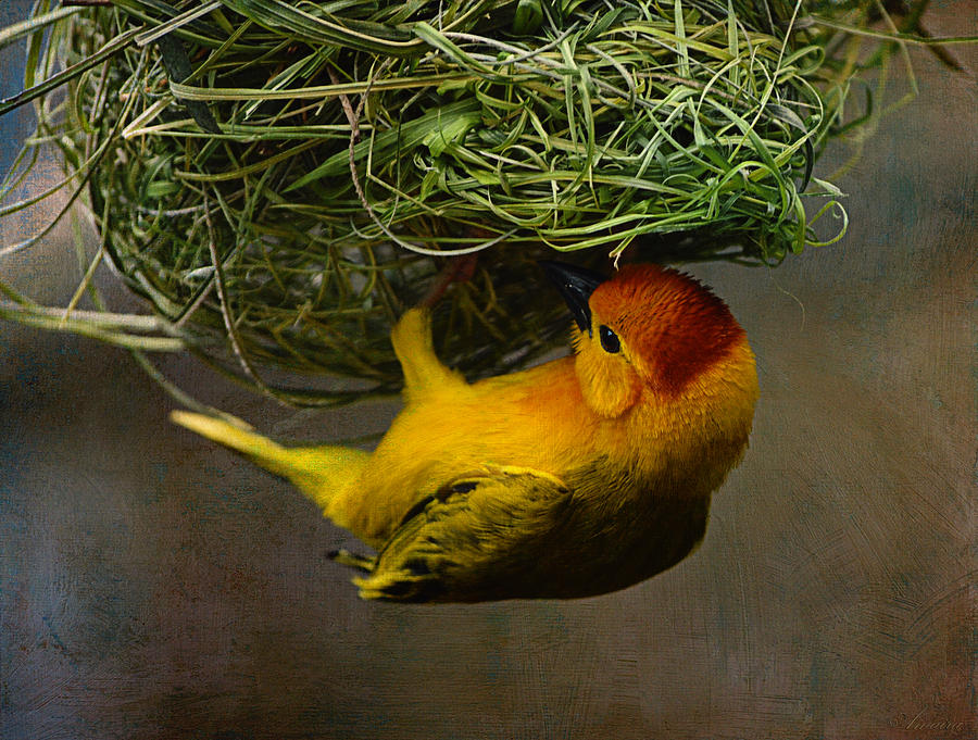 Golden Weaver Building A Nest Photograph by Maria Angelica Maira