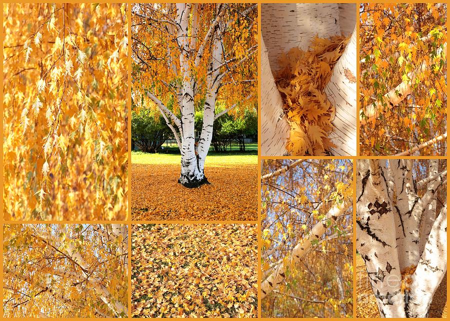 Golden Weeping Birch Tree Collage Photograph by Carol Groenen