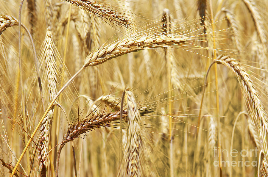 Golden Wheat  Photograph by Carlos Caetano