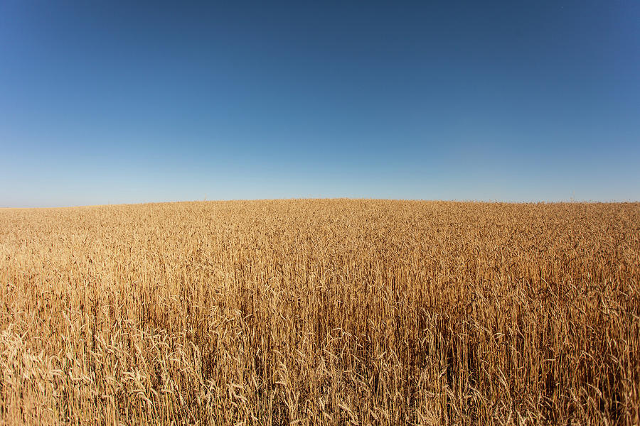 Golden Wheat Field And Blue Sky Photograph by Photographed By Dan Cronin-toronto Canada