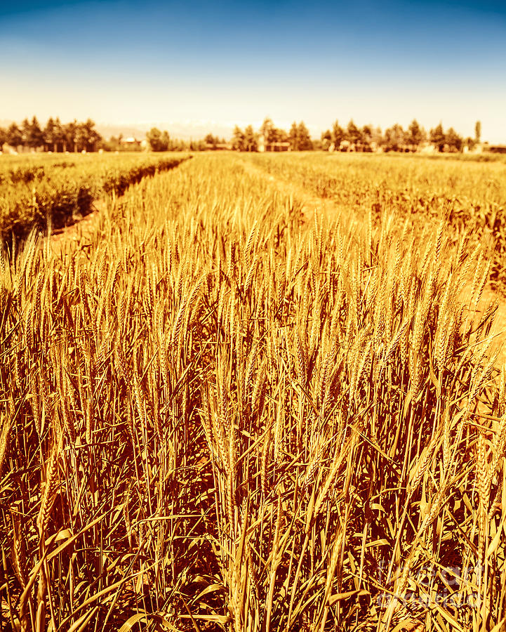 Golden wheat field Photograph by Anna Om