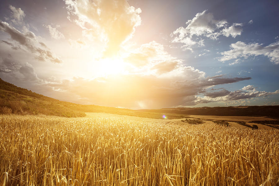 Golden wheat field under beautiful sunset sky Photograph by Sankai