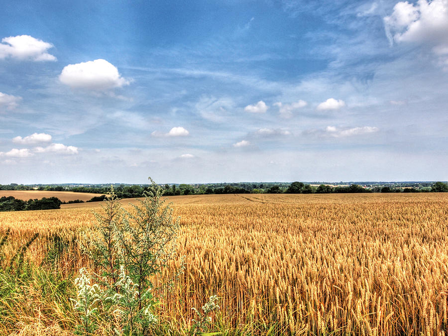 Golden Wheat Fields Photograph by Gill Billington