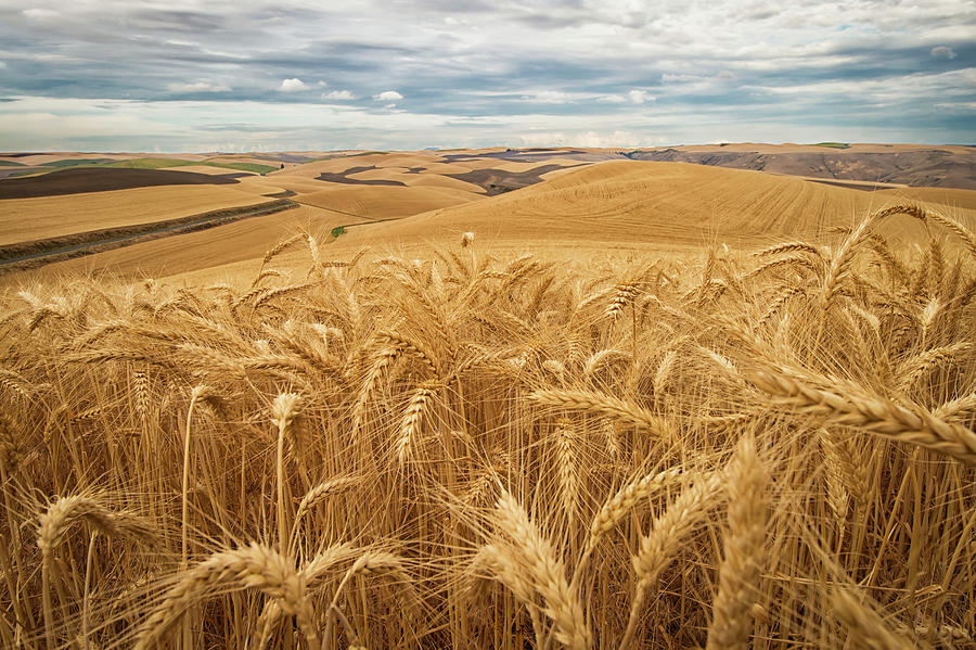 Landscape Photograph - Golden Wheat Fields On Rolling Hills by Marg Wood