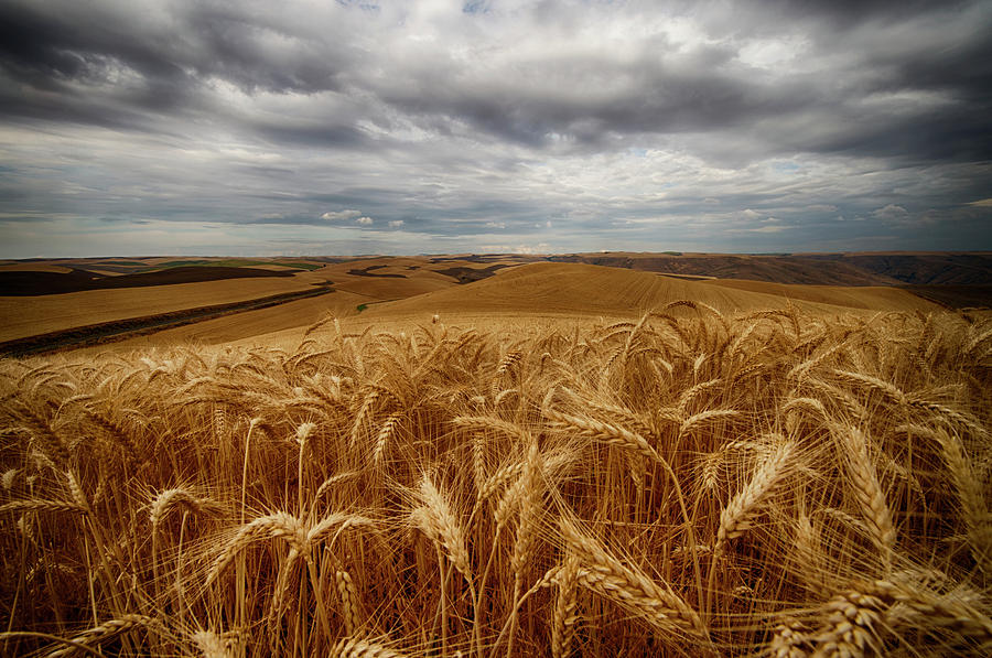 Golden Wheat Fields Under A Cloudy Sky Photograph by Marg Wood
