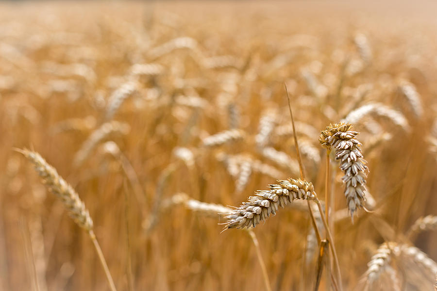 Golden Wheat. Photograph by Gary Gillette
