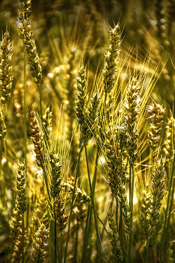Golden Wheat Stalks Photograph by Randall Nyhof