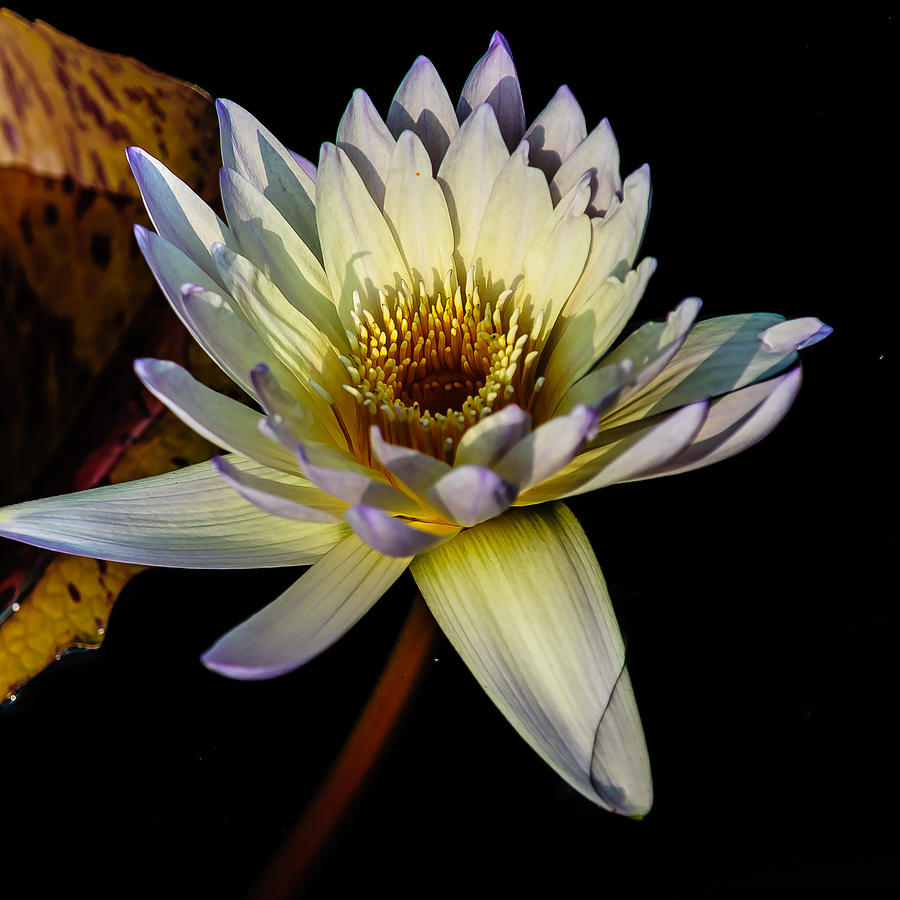 Golden White Water lily Photograph by Louis Dallara
