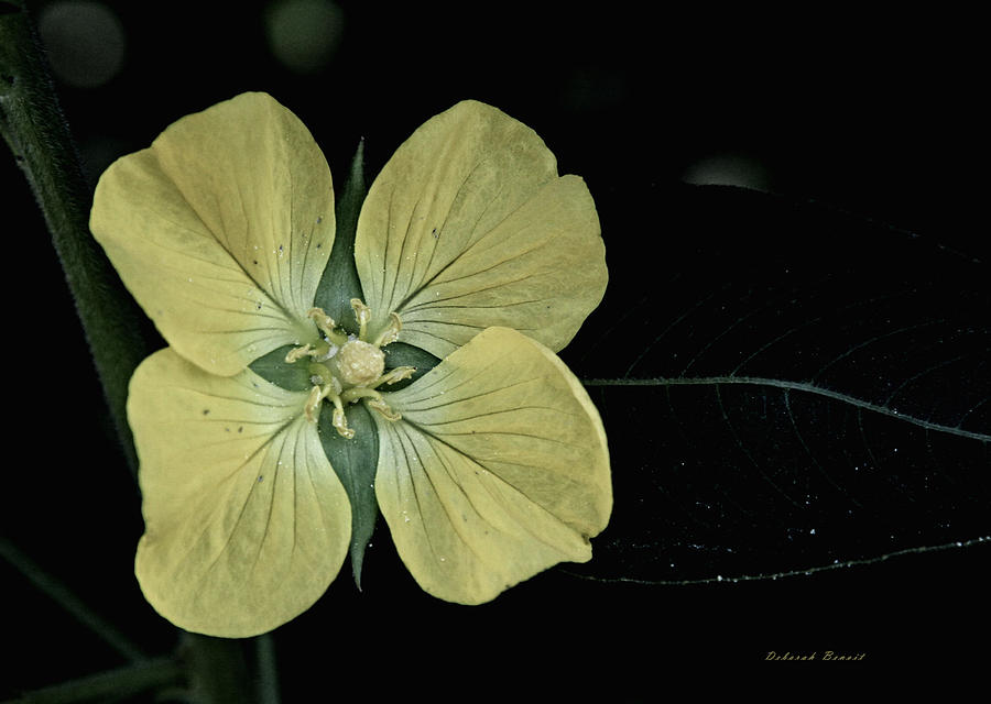 Nature Photograph - Golden Wild Beauty by Deborah Benoit