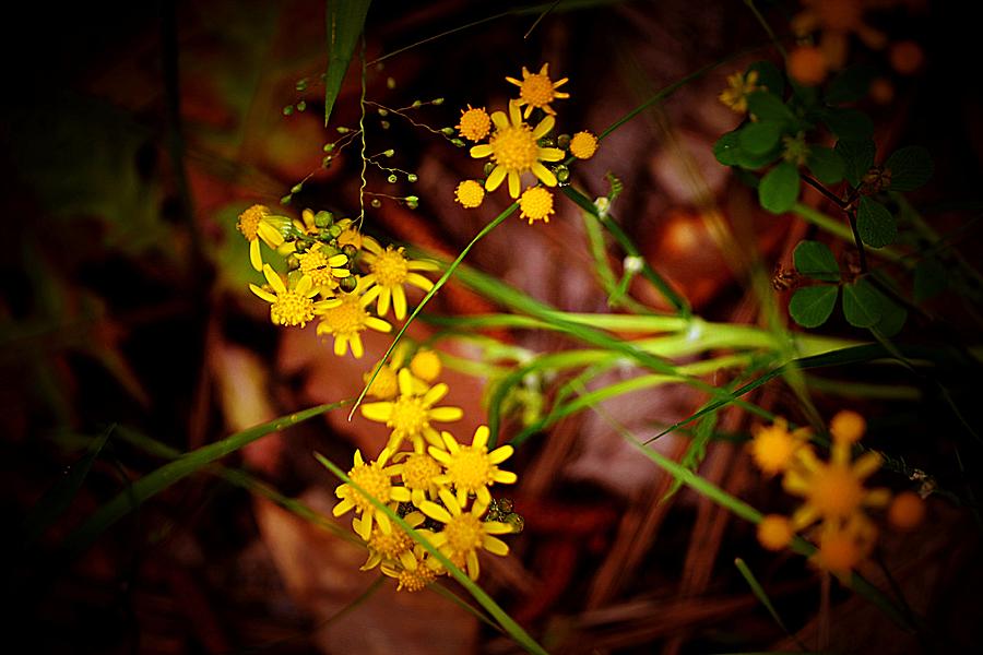 Golden Wildflowers Photograph by Tara Potts