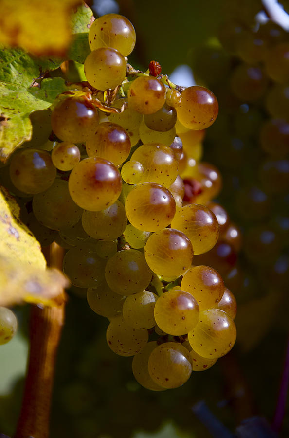 Golden Wine Grapes Photograph by Owen Weber