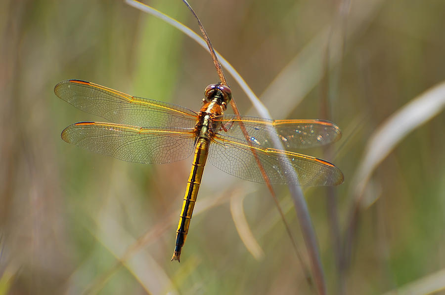 Golden-Winged Skimmer Photograph by Richard Leighton - Fine Art America