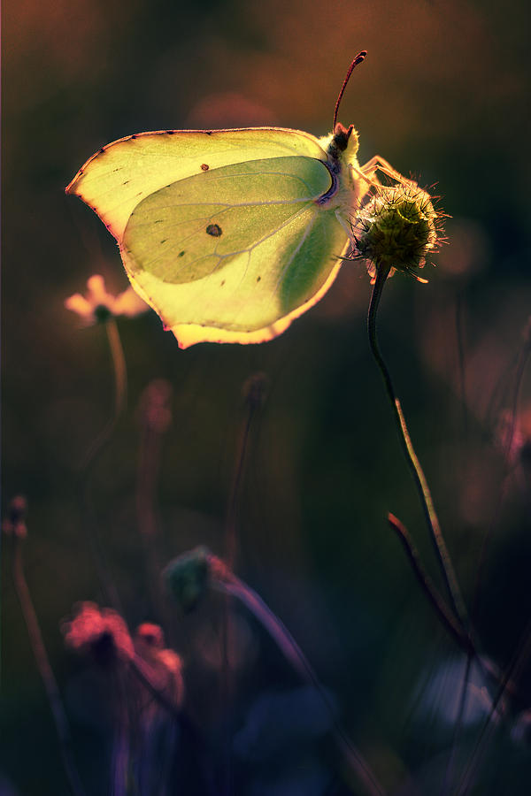 Golden wings Photograph by Jaroslaw Blaminsky