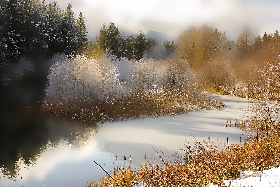Golden Winter Photograph by Sonya Lang