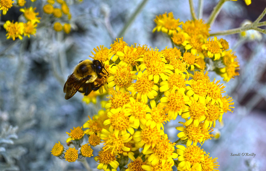 Golden Yarrow And Visitor Photograph by Sandi OReilly