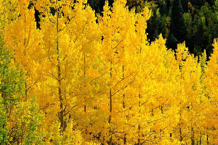 Golden Yellow Aspens Photograph by Marilyn Burton