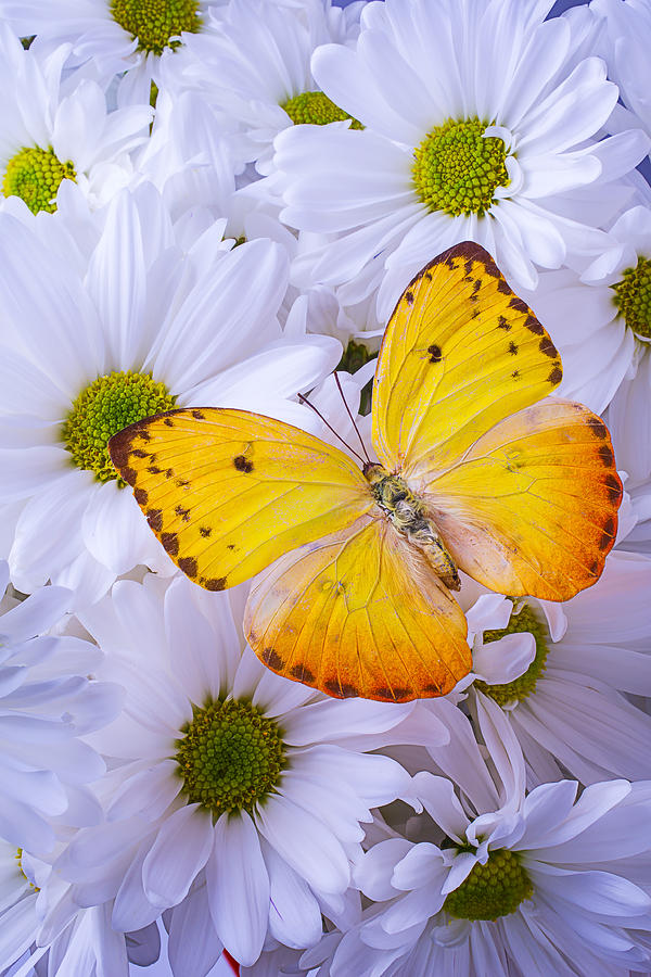 Golden Yellow Butterfly Photograph by Garry Gay - Fine Art America