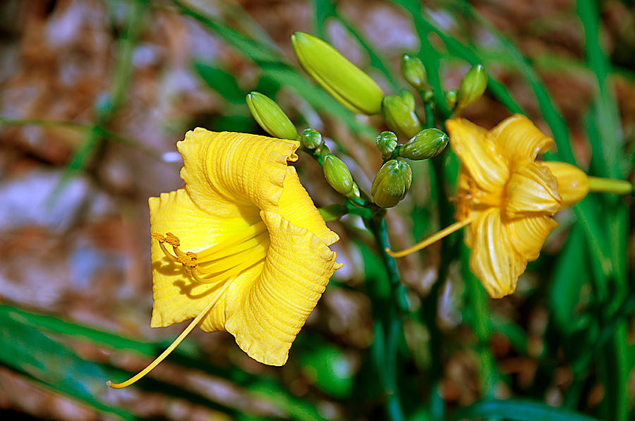 Golden Yellow Daylily Photograph by Donna Proctor