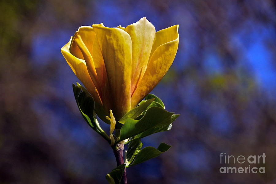 Golden Yellow Magnolia Blossom Photograph by Byron Varvarigos