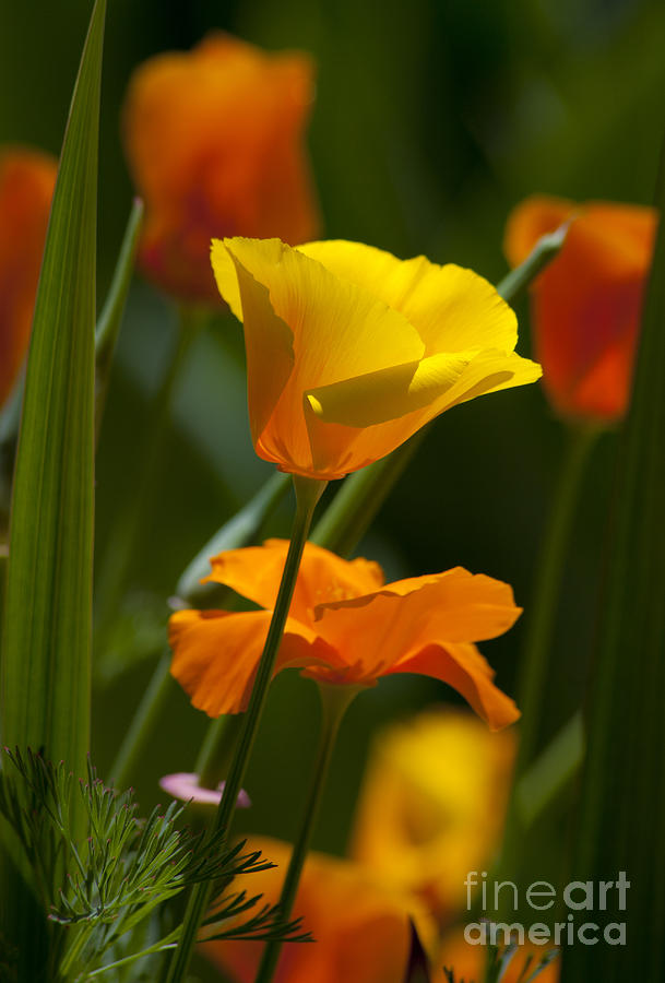 Golden Yellow Poppy Photography Photograph by Jerry Cowart